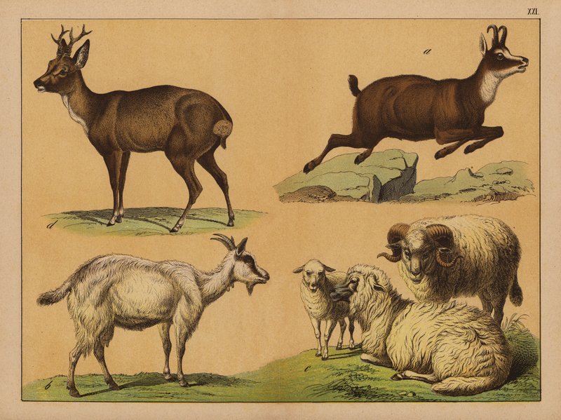 Herten, schapen en geiten door (after) German School
