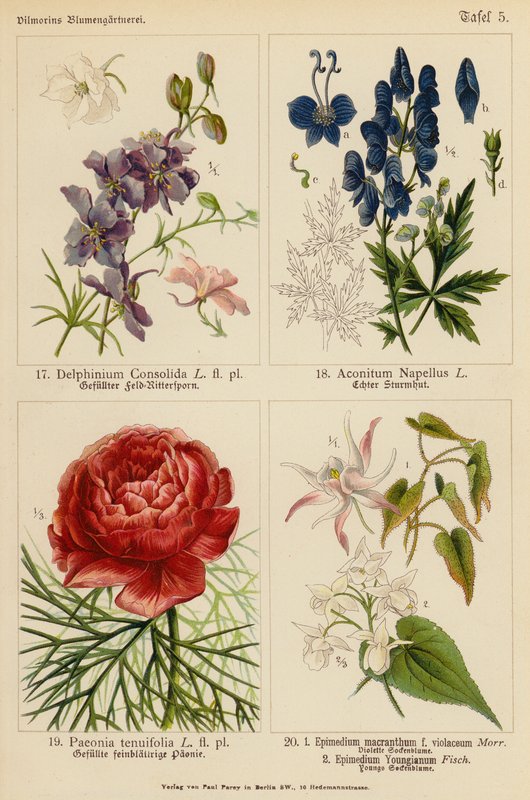 Delphinium Consolida, Aconitum Napellus, Paeonia Tenuifolia, Epimedium Macranthum F Violaceum, Epimedium Youngianum door (after) German School