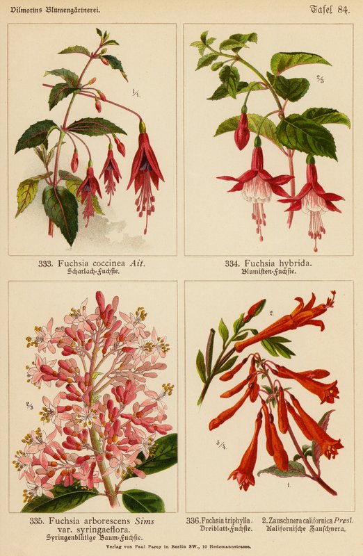 Fuchsia Coccinea, Fuchsia Hybrida, Fuchsia Arborescens, Fuchsia Triphylla, Zauschnera Californica door (after) German School