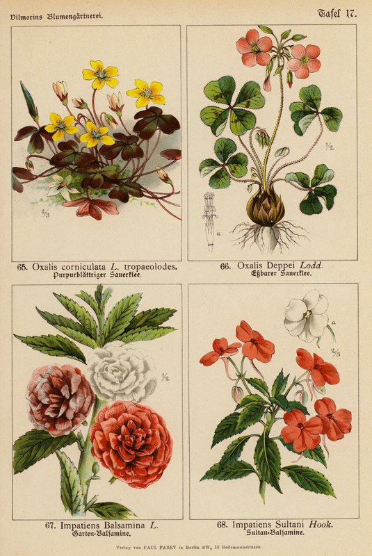 Oxalis Corniculata, Oxalis Deppei, Impatiens Balsamina, Impatiens Sultani door (after) German School