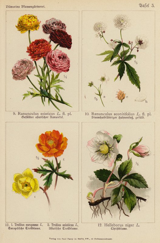 Ranunculus Asiaticus, Ranunculus Aconitifolius, Trollius Europeaeus, Trollius Asiaticus, Helleborus Niger door (after) German School