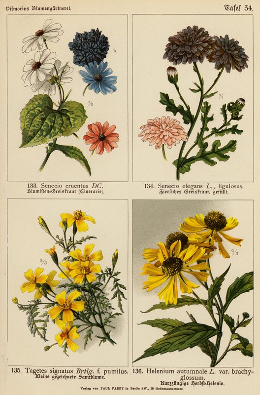 Senecio Cruentus, Senecio Elegans, Tagetes Signatus, Helenium Autumnale door (after) German School