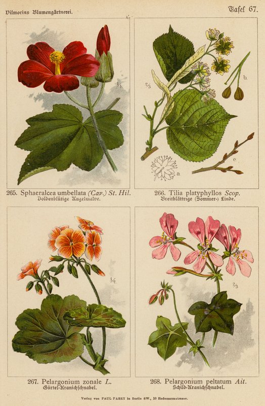 Sphaeralcea Umbellata, Tilia Platyphyllos, Pelargonium Zonale, Pelargonium Peltatum door (after) German School