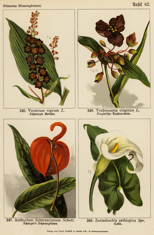 Veratrum Nigrum, Tradescantia Virginica, Anthurium Scherzerianum, Zantedeschia Aethiopica door (after) German School