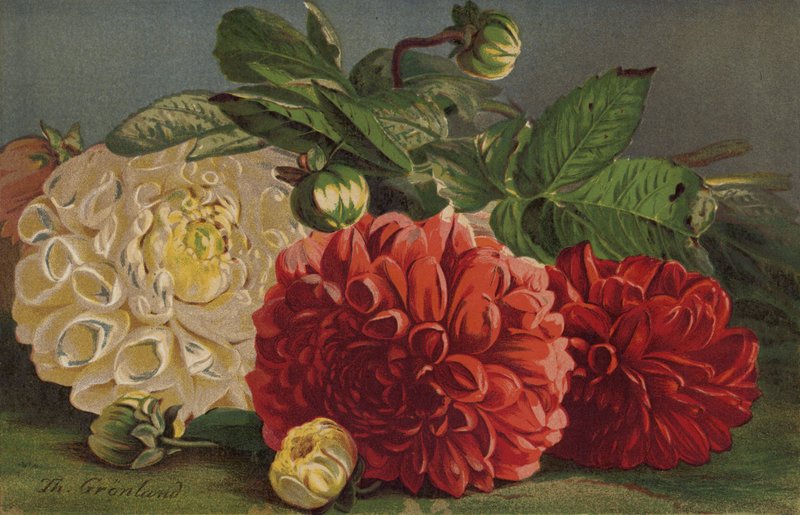 Dahlia