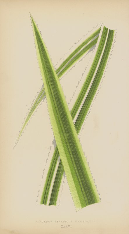 Pandanus Javanicus Variegatus door English School