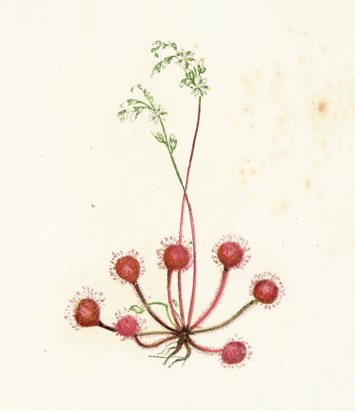 Ronde zonnedauw, Drosera Rotundifolia door English School