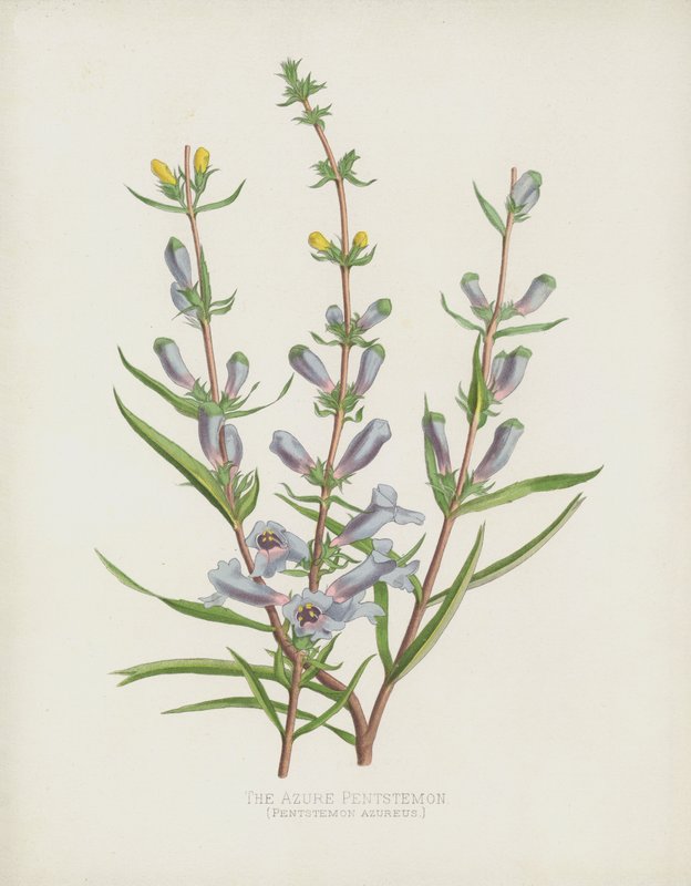 De Azuren Pentstemon, Pentstemon Azureus door English School