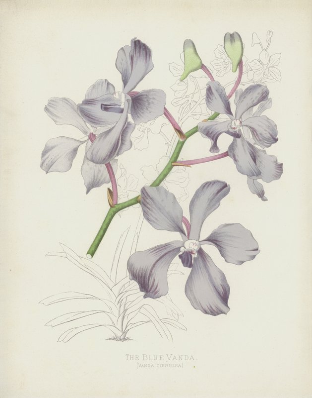 De Blauwe Vanda, Vanda Coerulea door English School