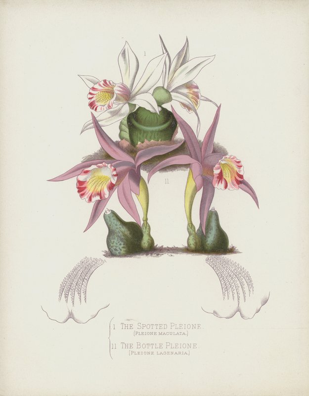 De Gevlekte Pleione, Pleione Maculata; De Fles Pleione, Pleione Lagenaria door English School