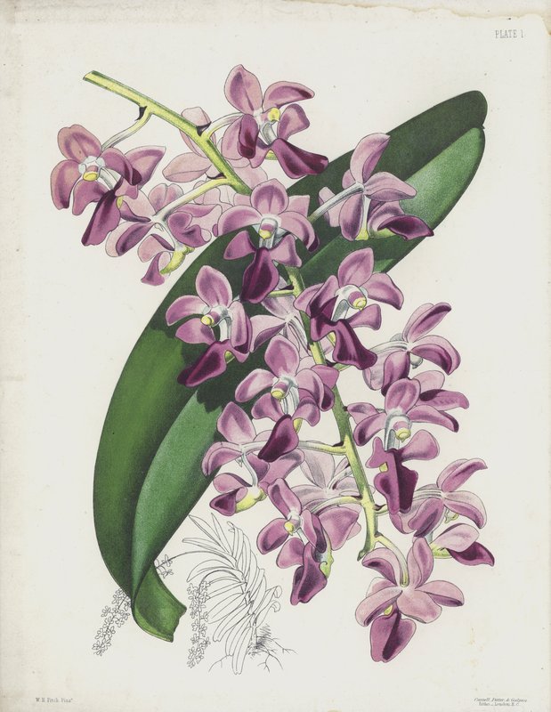 De Dikke Bladige Luchtplant, Aerides Crassifolium door English School