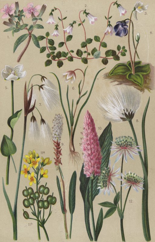 Alpenflora door European School