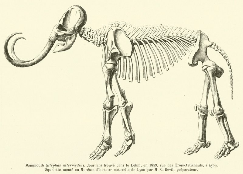 Mammoet (Elephas intermedius, Jourdan) gevonden in de Lehm, in 1859, rue des Trois-Artichauts, in Lyon door French School