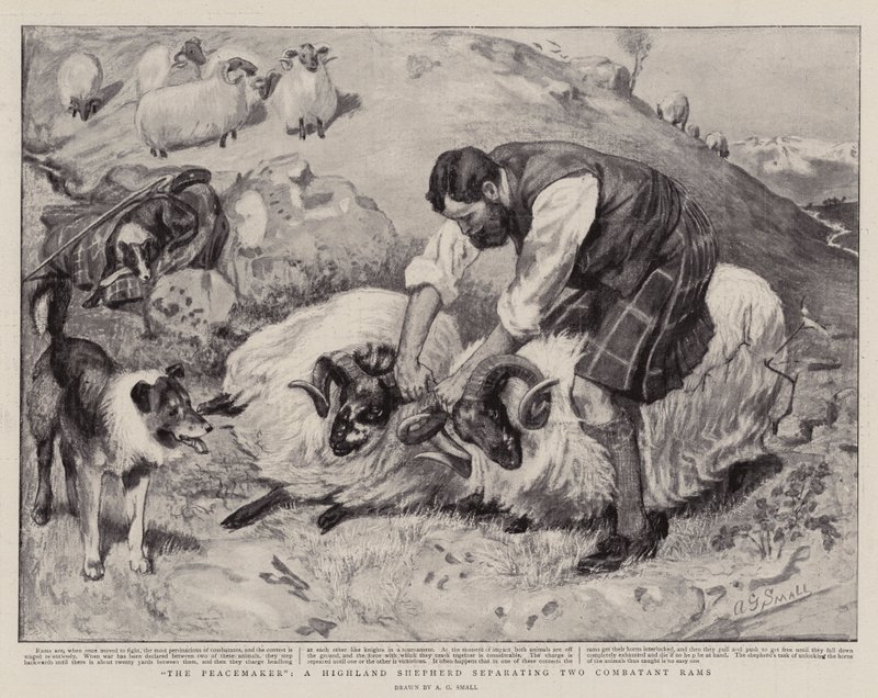 De Vredestichter, een Hooglandse Herder die twee Vechtende Rams Scheidt door A. G. Small