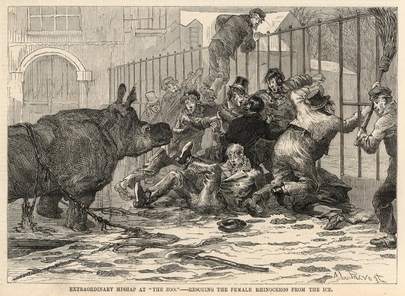 Het redden van de vrouwelijke neushoorn uit het ijs SH door Abbé Prévost