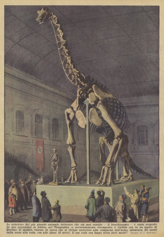 Het skelet van het grootste landdier dat ooit heeft bestaan, de brachiosaurus door Achille Beltrame