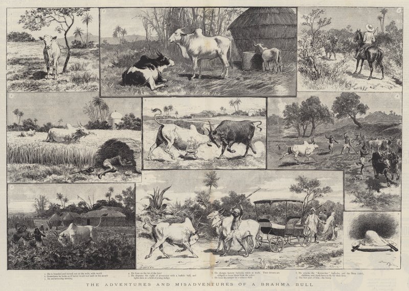 De avonturen en tegenslagen van een Brahma-stier door Adrien Emmanuel Marie