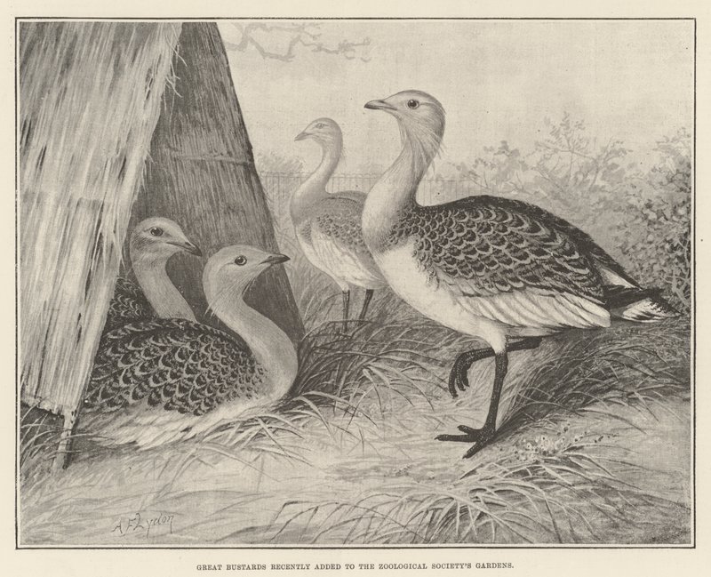 Grote trappen onlangs toegevoegd aan de tuinen van de Zoological Society door Alexander Francis Lydon