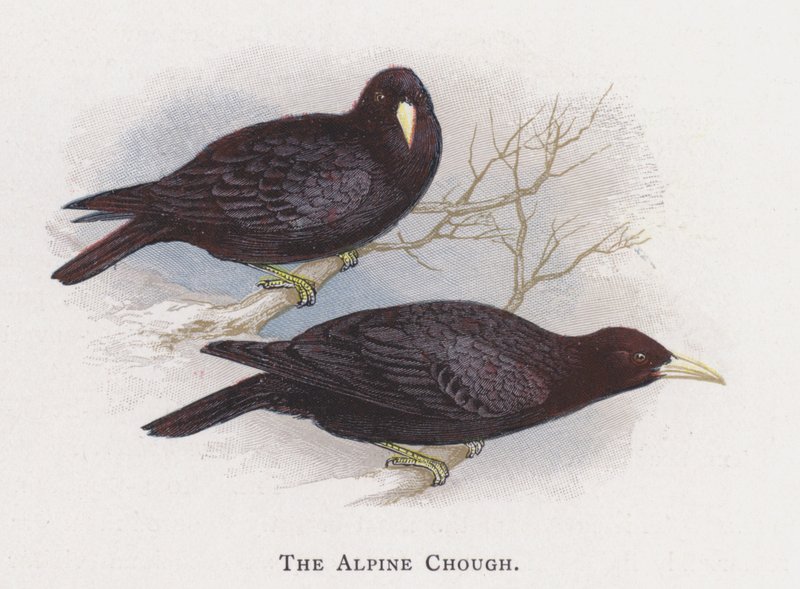 De Alpenkauw door Alexander Francis Lydon