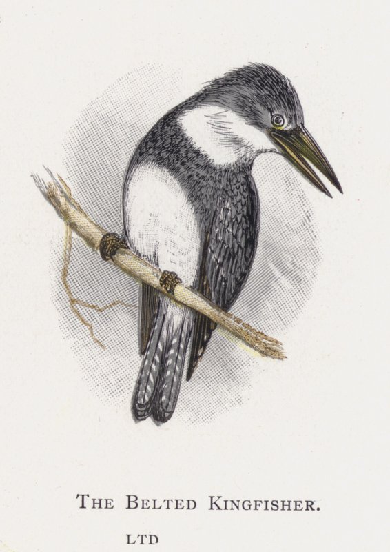 De Riemijsvogel door Alexander Francis Lydon