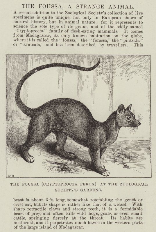 De Foussa (Cryptoprocta Ferox), in de tuinen van de Zoological Society door Alexander Francis Lydon
