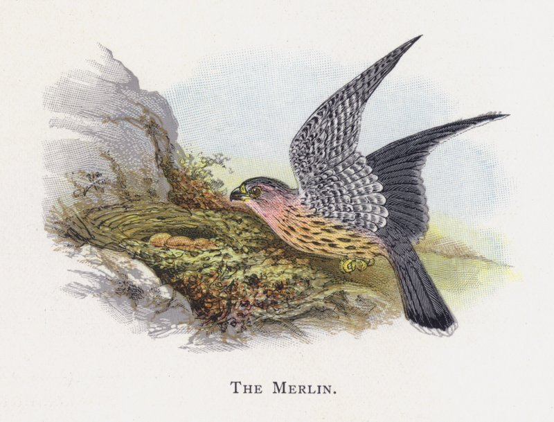 De Smelleken door Alexander Francis Lydon