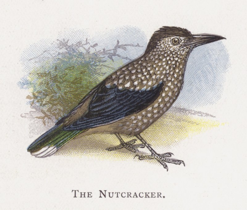 De Notenkraker door Alexander Francis Lydon