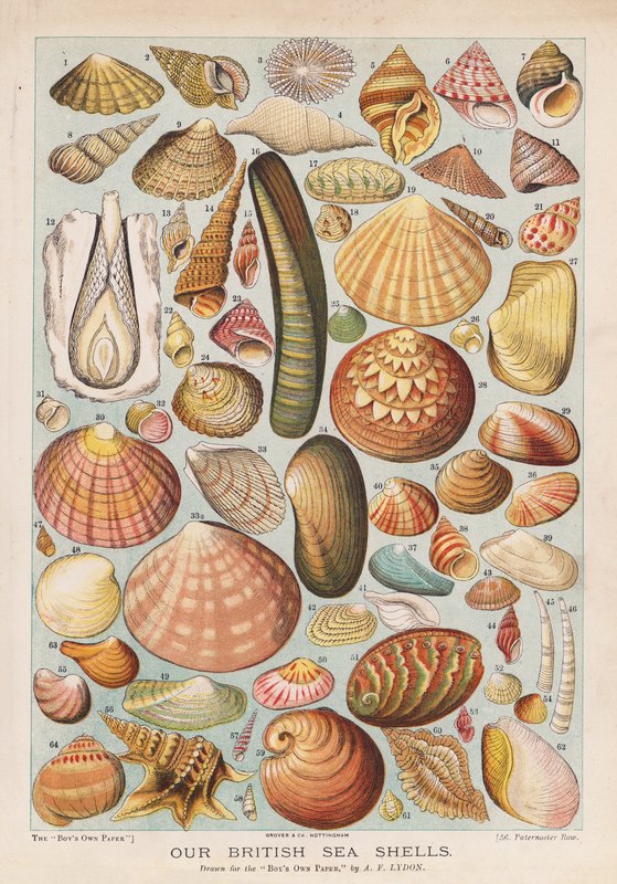 Britse zeeschelpen door Alexander Francis (after) Lydon