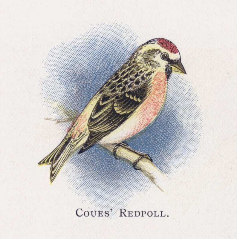 Coues Barmsijs door Alexander Francis Lydon