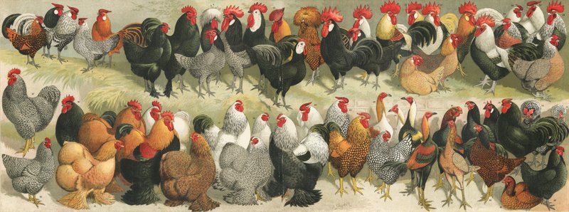 Gevogelte door Alexander Francis Lydon