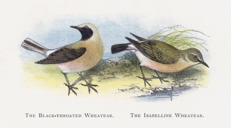 De Zwartkeeltapuit, De Izabeltapuit door Alexander Francis Lydon