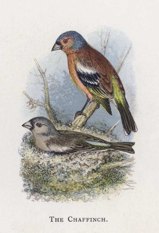 De Vink door Alexander Francis Lydon