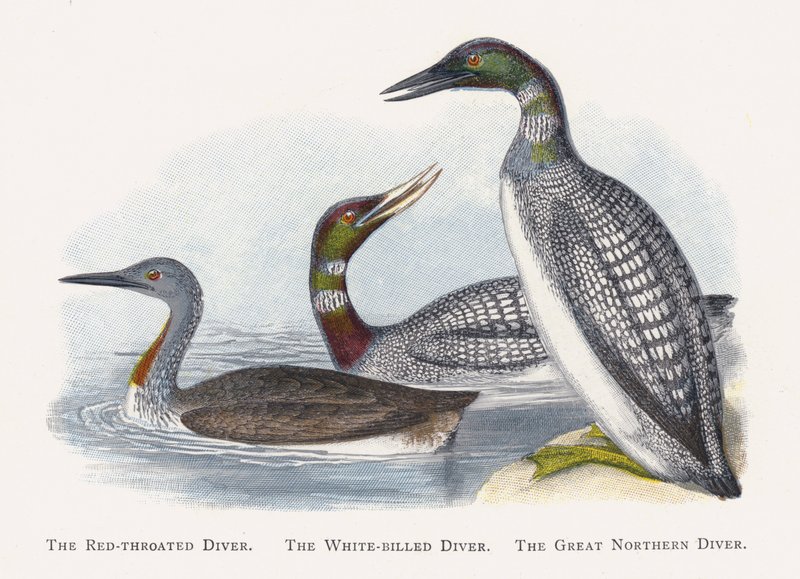 De Roodkeelduiker, De Geelsnavelduiker, De IJsduiker door Alexander Francis Lydon