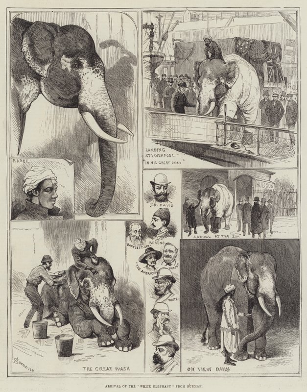 Aankomst van de Witte Olifant uit Birma door Alfred Courbould