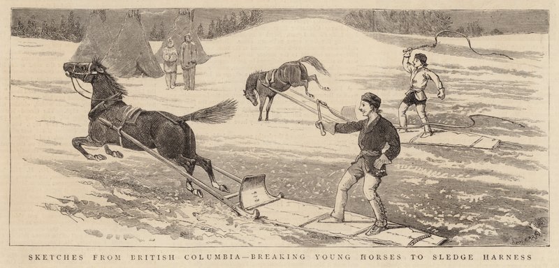 Schetsen uit British Columbia, jonge paarden breken voor slee harnas door Alfred Chantrey Corbould