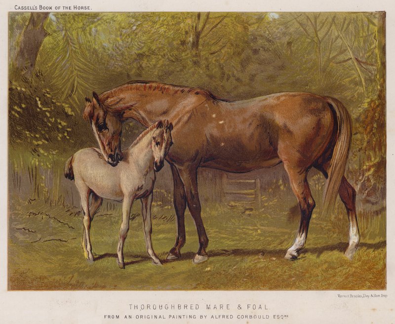 Volbloed Merrie en Veulen door Alfred Chantrey Corbould