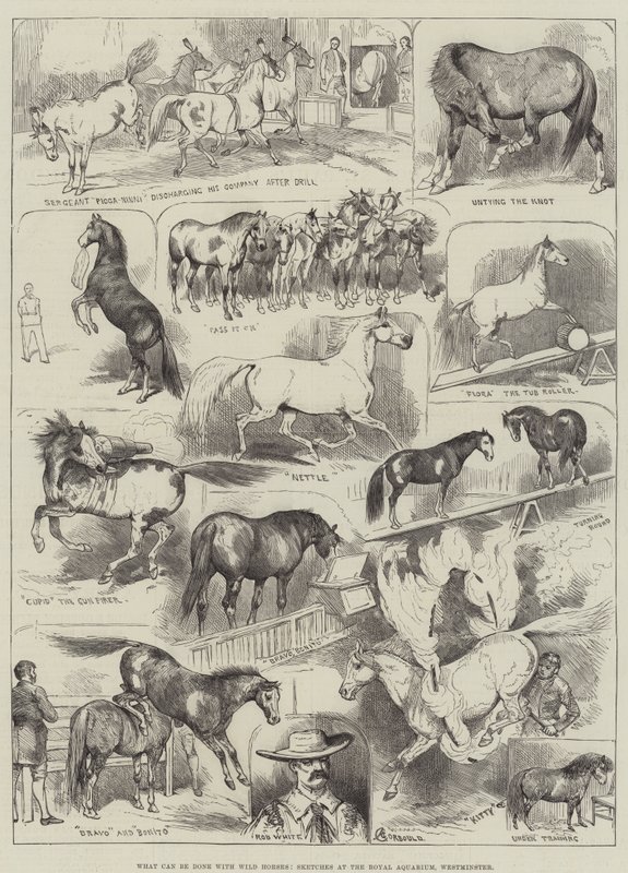 Wat kan er gedaan worden met wilde paarden, schetsen in het Royal Aquarium, Westminster door Alfred Courbould