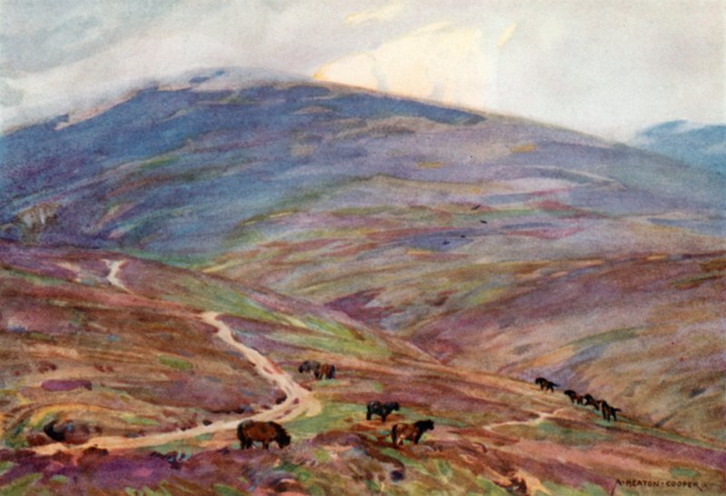 Exmoor Pony