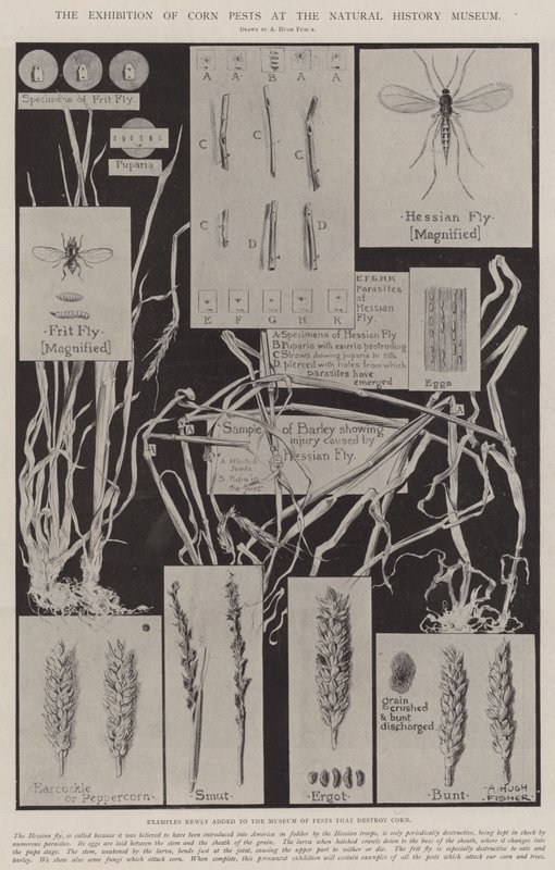 De tentoonstelling van maïsongedierte in het Natuurhistorisch Museum door Alfred Hugh Fisher