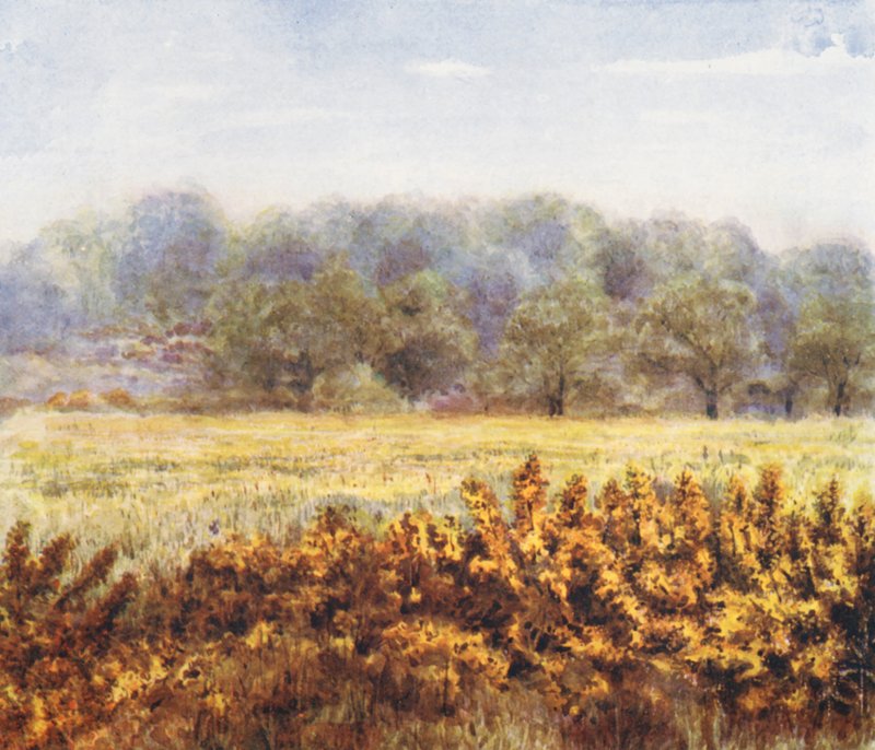 New Forest: Flower of the Gorse, van Park Hill Lawn (kleurenlitho) door Alice Julia Argles