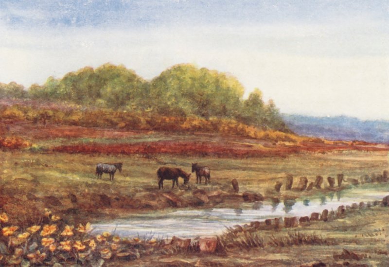 New Forest: Matley Wood en moeras, vanaf Matley Passage (kleurenlitho) door Alice Julia Argles