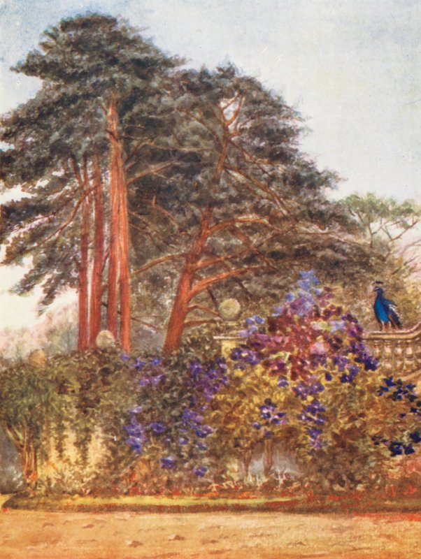 New Forest: Schotse dennen en tuinmuur bij Park Hill, avondlicht (kleurenlitho) door Alice Julia Argles