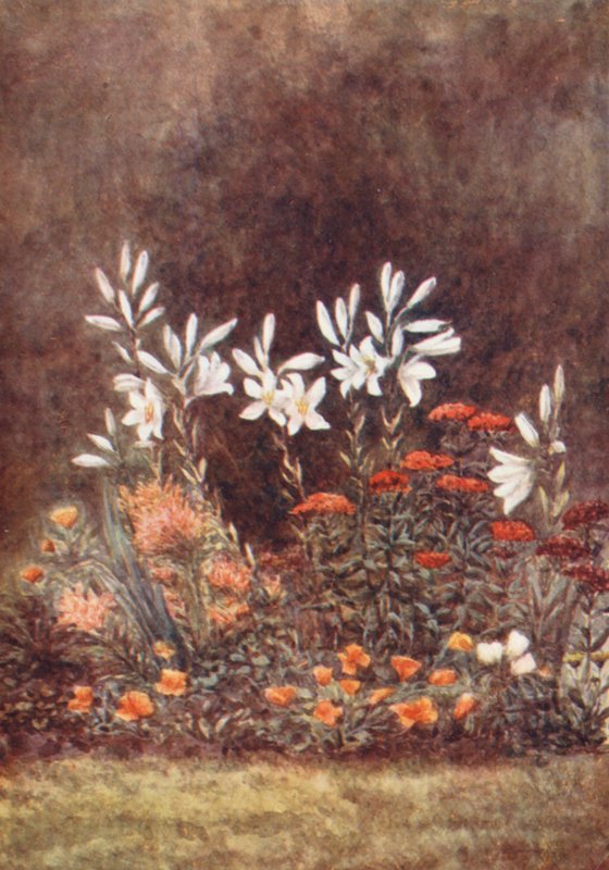 New Forest: The Lily Border, juli (kleurenlitho) door Alice Julia Argles