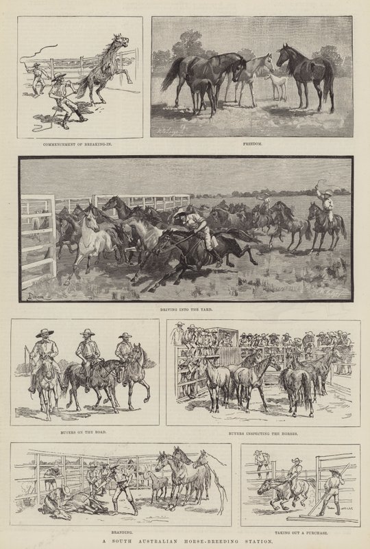 Een Zuid-Australisch paardenfokstation door Amedee Forestier