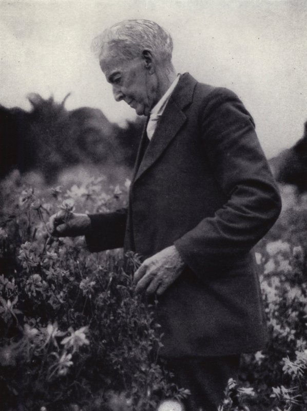 Luther Burbank tussen zijn bloemen (zwart-wit foto) door American Photographer (after)