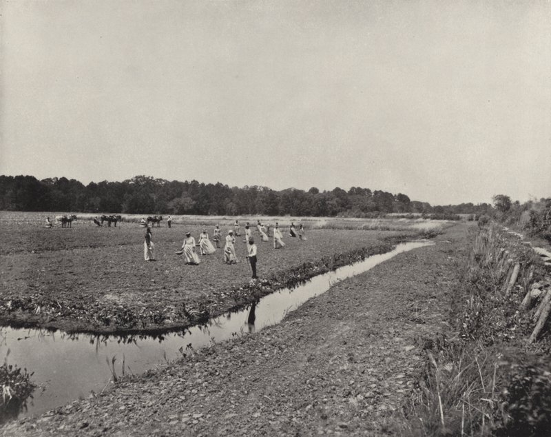 Rijst planten in North Carolina (zwart-wit foto) door American Photographer (after)