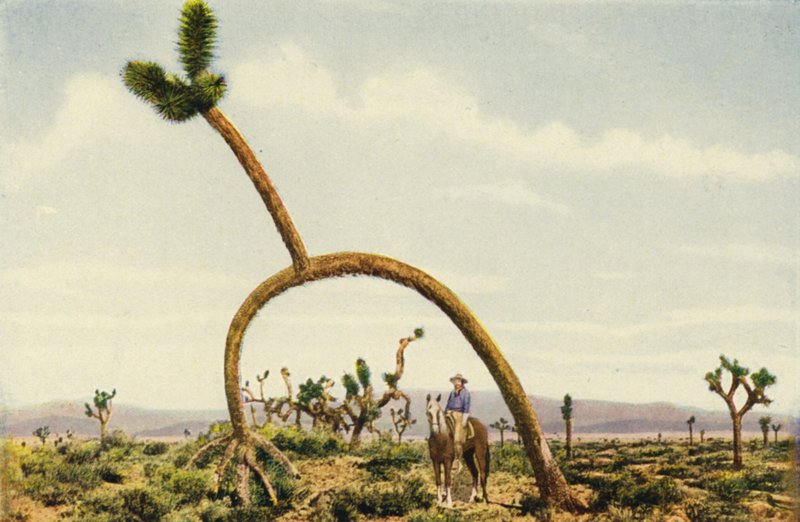 Een reuzenkastanje in de Mojavewoestijn (kleurenfoto) door American Photographer