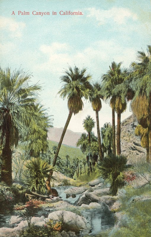 Een canyon met palmbomen, Californië, VS (ingekleurde foto) door American Photographer