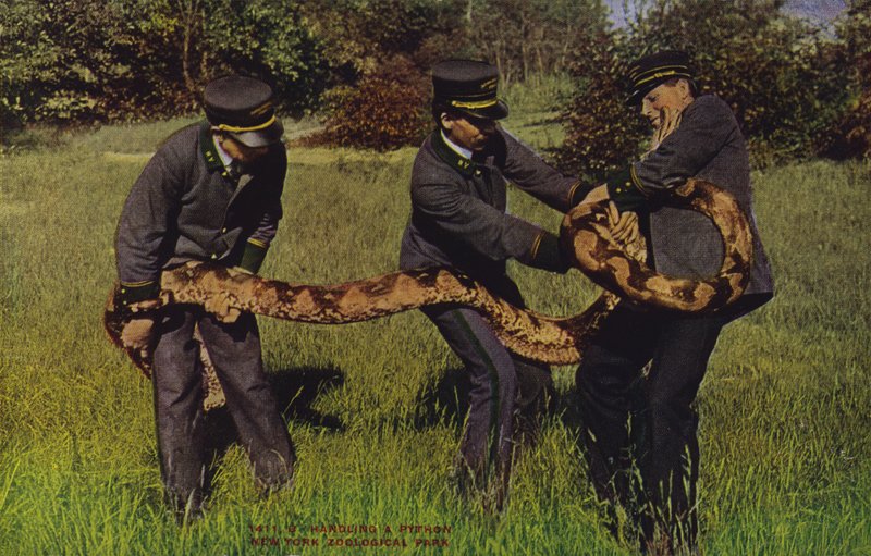 Omgaan met een python, New York Zoological Park (gekleurde foto) door American Photographer