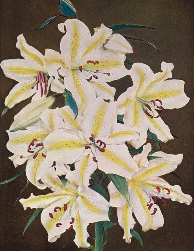 Lelies: Lilium Auratum Platyphyllum (kleurenfoto) door American Photographer